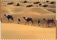 Camel Safari, Rajasthan Tour Packages
